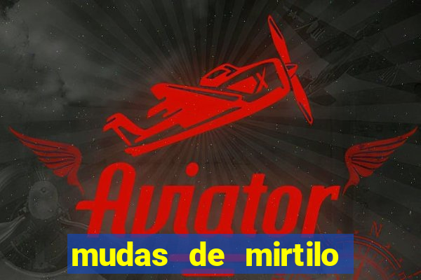 mudas de mirtilo em porto alegre